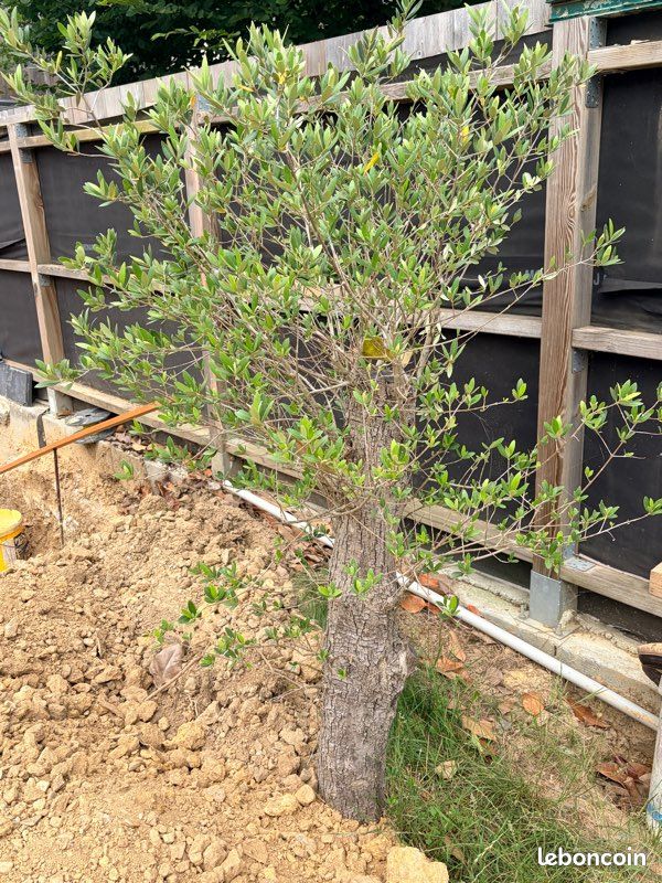 Olivier / Arbre (image 3)