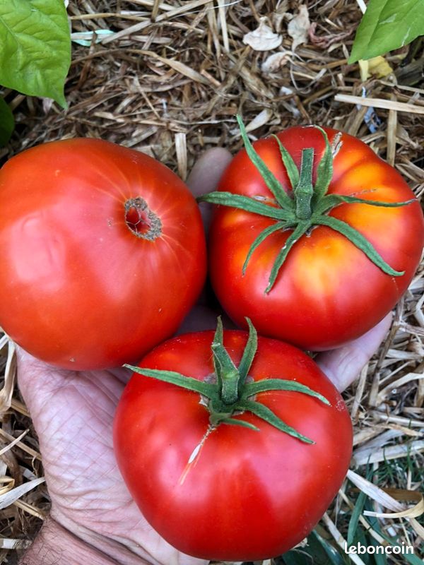 Graines de Tomates - reproductibles - Vert sera le Monde (image 8)