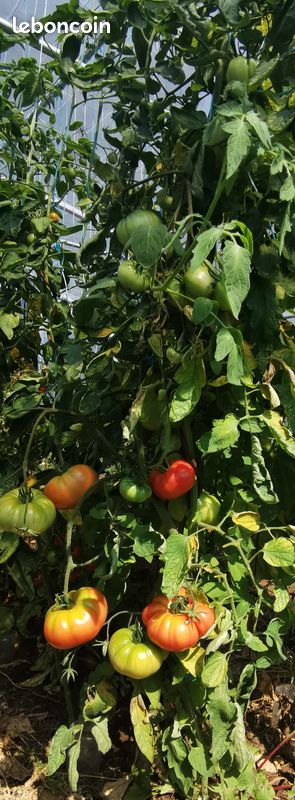 Graines de Tomate Gregory Altaï reproductibles saison 2024 (image 2)