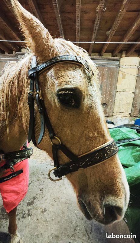 Sidepull cheval (image 1)