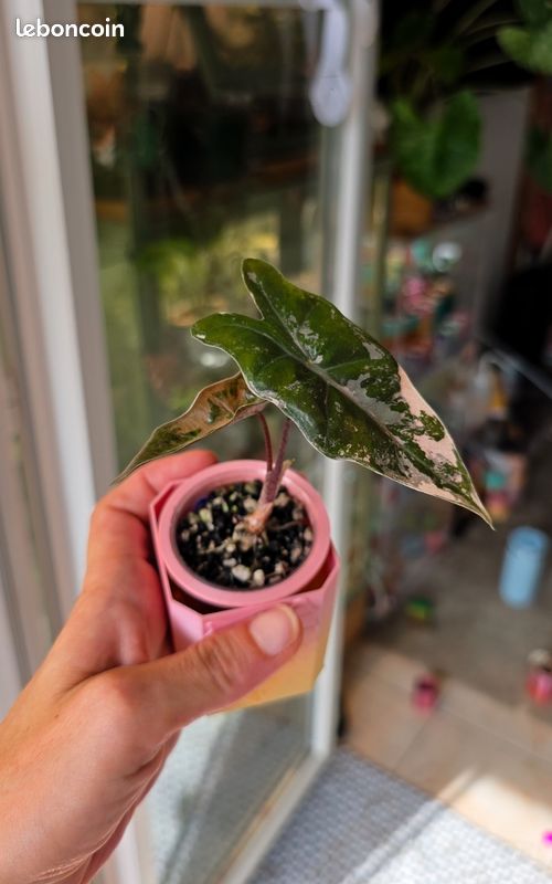 Alocasia pseudo sanderiana pink variegata (image 5)