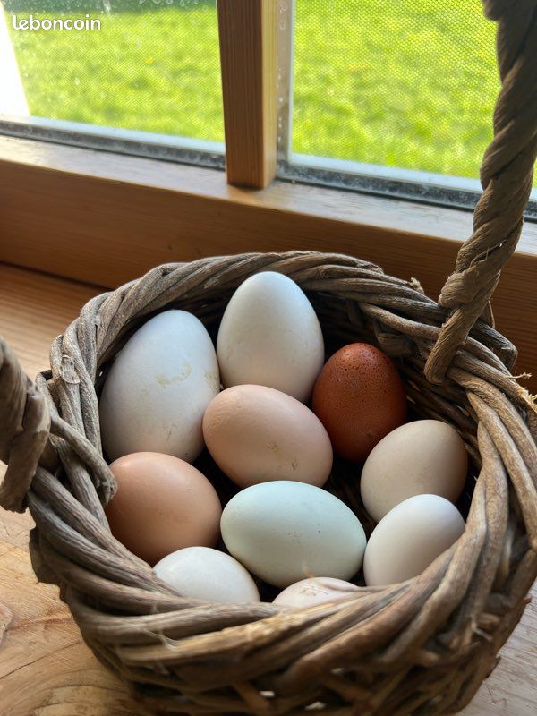 Œufs d’oies et de poules (image 2)