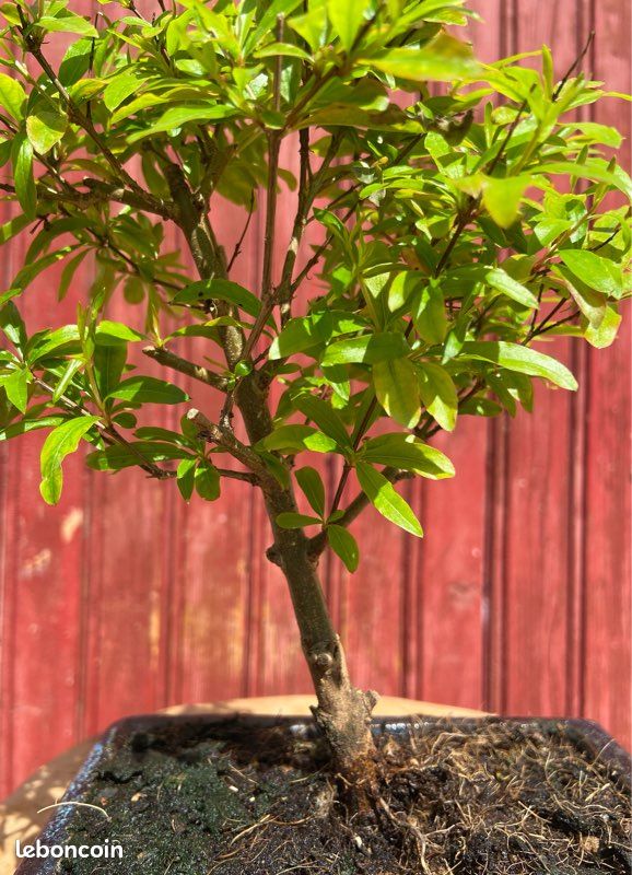 Bonzai Plante Bonsaï Grenadier - KENTIS (Punica Granatum, Pot 19cm) Bonsai Plante Naturelle Bonzai Plante Bonsaï Grenadier - KENTIS (Punica Granatum, Pot 19cm) Bonsai Plante Naturelle
