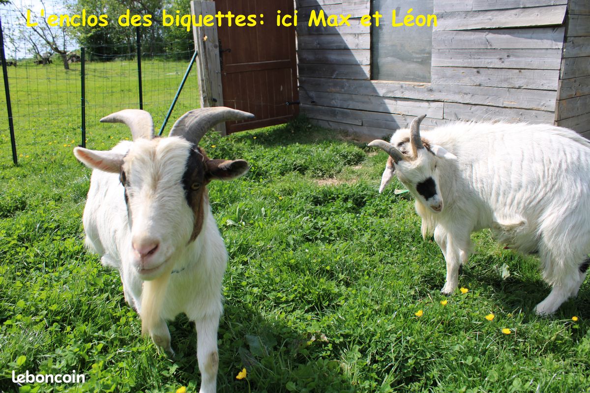 Gite Sarthe Alpes Mancelles "la Souvelle" (image 19)