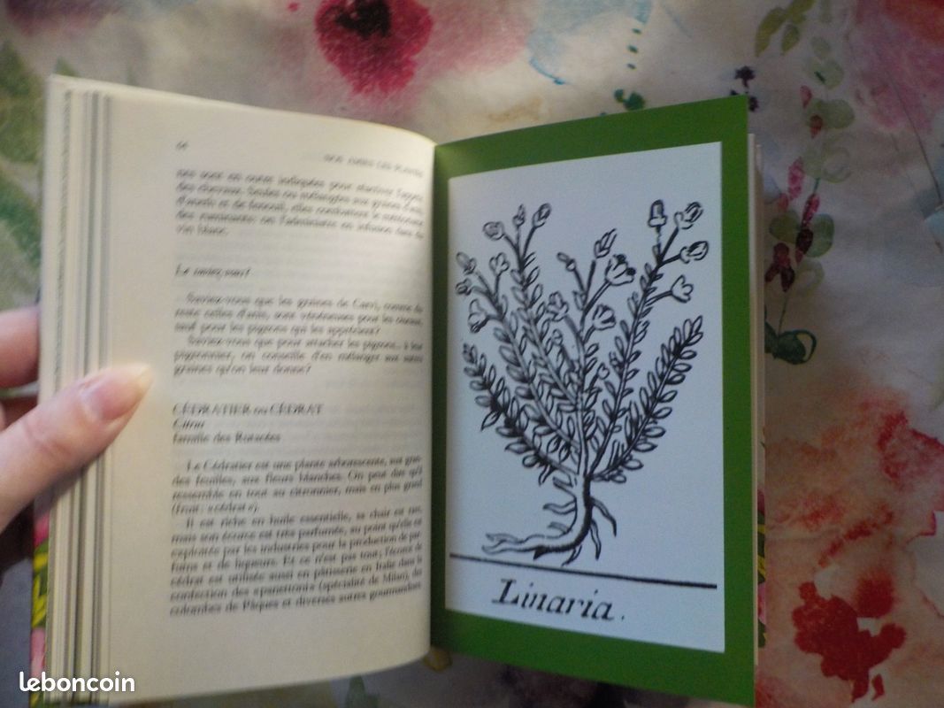 NOS AMIES LES PLANTES T1 à 3 par D. MANTA et D. SEMOLLI Ed. Famot (image 18)