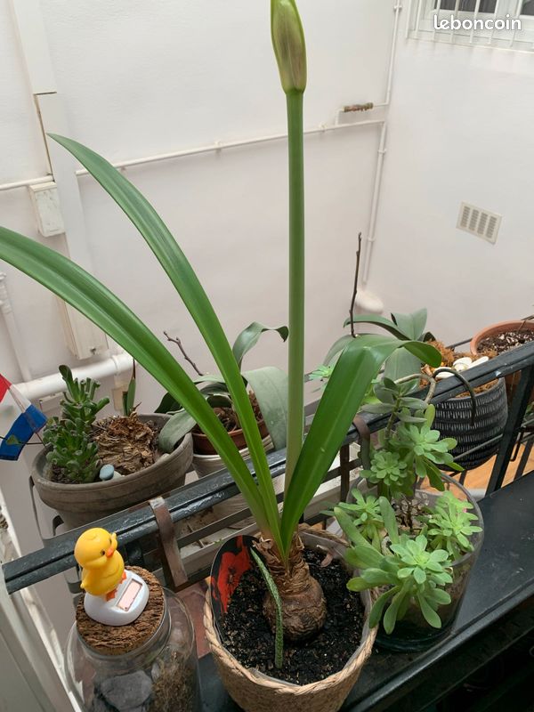 Amaryllis (image 3)