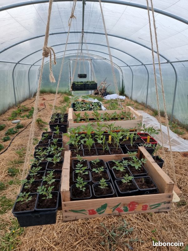 Plants de tomates (image 4)