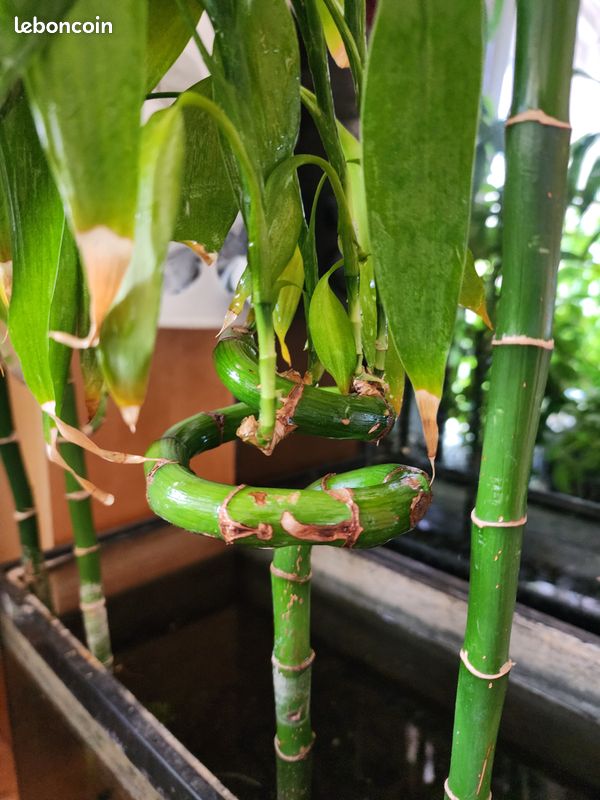 Grand Lucky Bamboo (Bambou porte-bonheur) 128 cm (image 7)