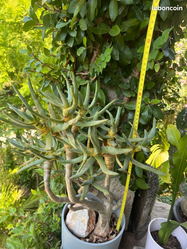 Rare Aloe ramosissima (image 3)