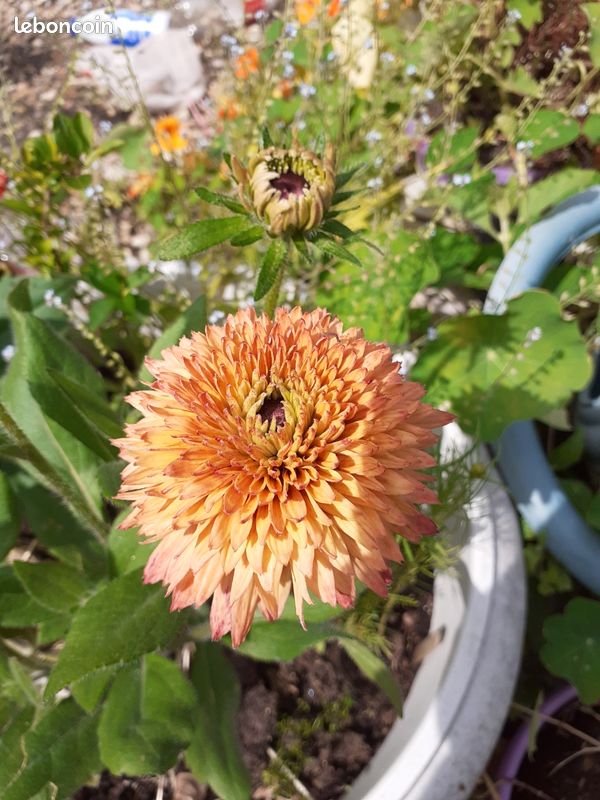 Lot De 20/50/100 Graines Gerbera Mixtes - Jamessonii. Plante