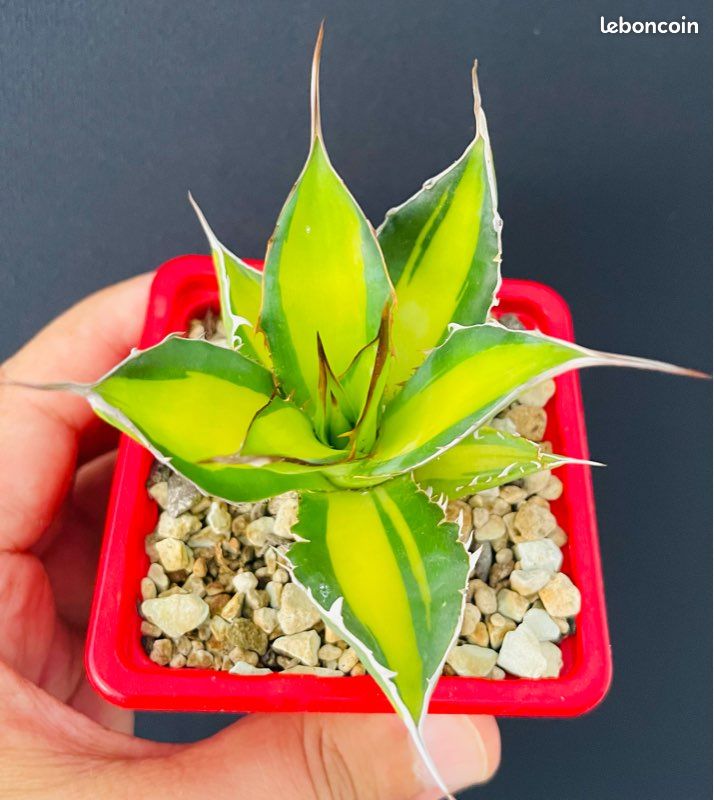 TRÈS RARE  Agave Horrida clone "Sumita" From Tanaka Japon (image 9)
