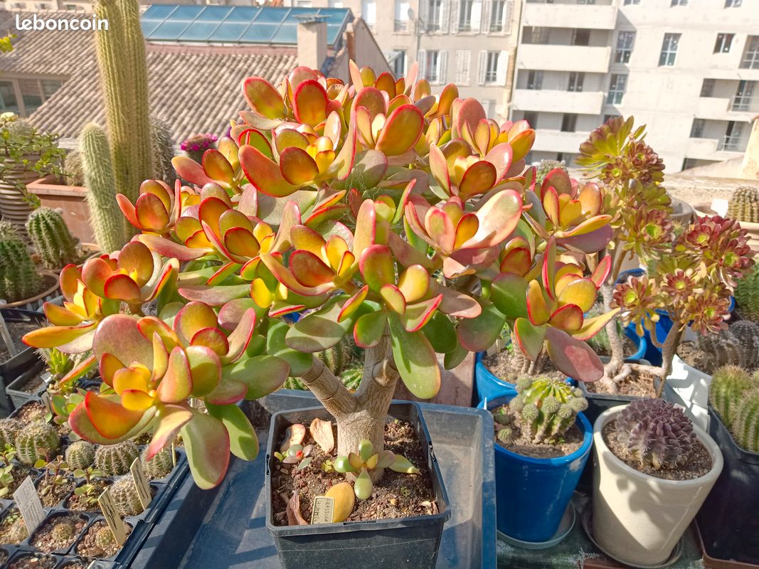 Plante grasse (image 8)
