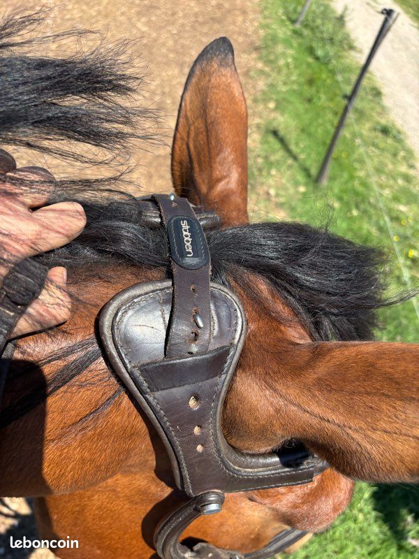 Bridon Standard KERBL Pour Cheval De Selle – Brun, Cousu Main, Muserolle Combinée, Réglable