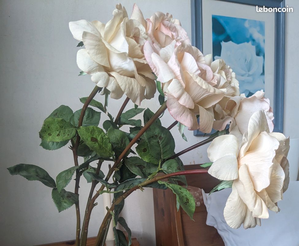 6 roses rose-crème qualité exceptionnelle (image 3)