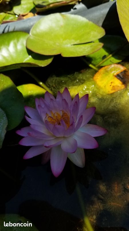 Nenuphar siam purple 1 (image 1)
