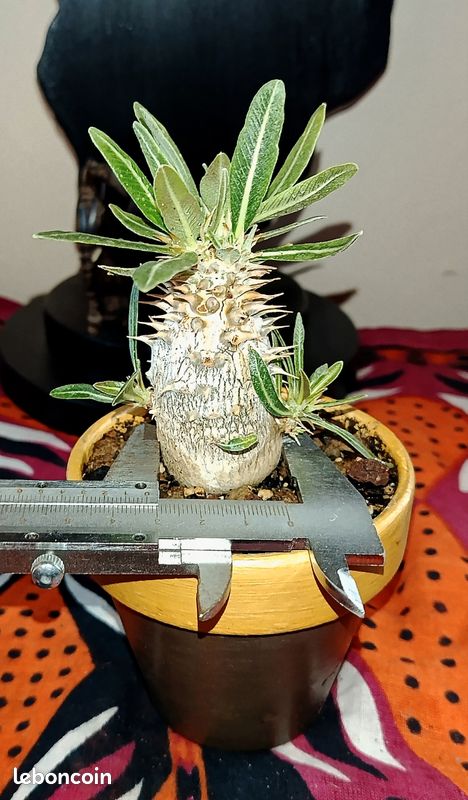Pachypodium Horombense Caudex Succulente (image 7)