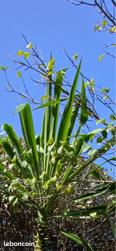 Grand Yucca Elephantipes 4m (image 3)