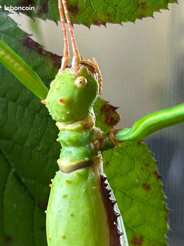 Vends oeufs diapherode gigantea (image 3)