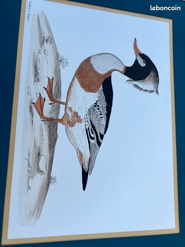 Aquarelle Dayelle De Terronblan - dessins de Monbaly (image 3)