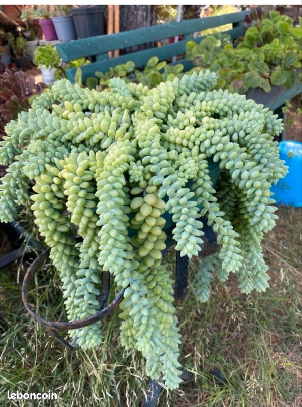 Boutures de Sedum burrito, plante grasse, succulente (image 1)
