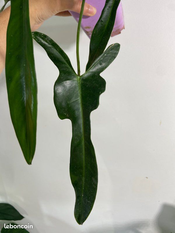 Philodendron longilobatum 'Lelano Miyano' - Jardin & Plantes