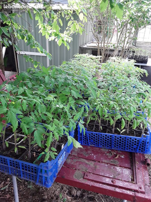 Plants de tomates (image 1)