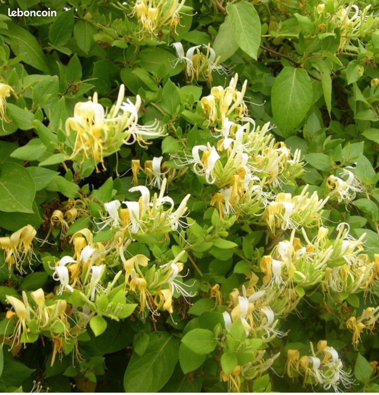 Chèvrefeuille parfum grimpant feuillage persistant (image 1)
