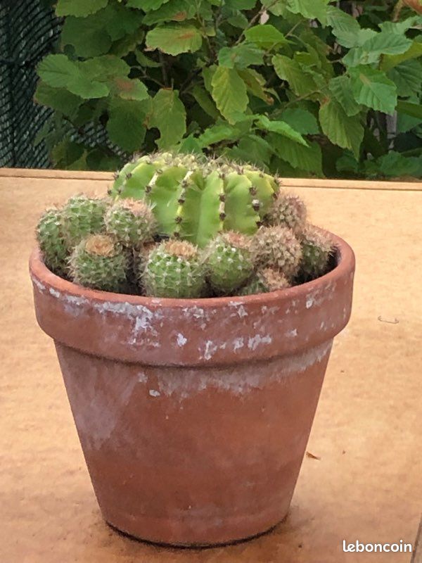 Cactus extérieur interieur (image 2)