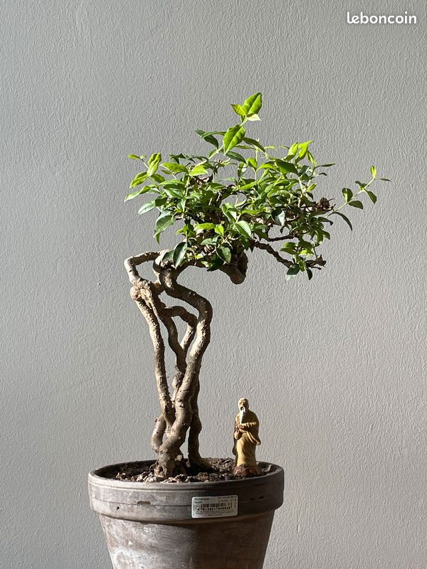 Bonsai Malpighia (image 1)