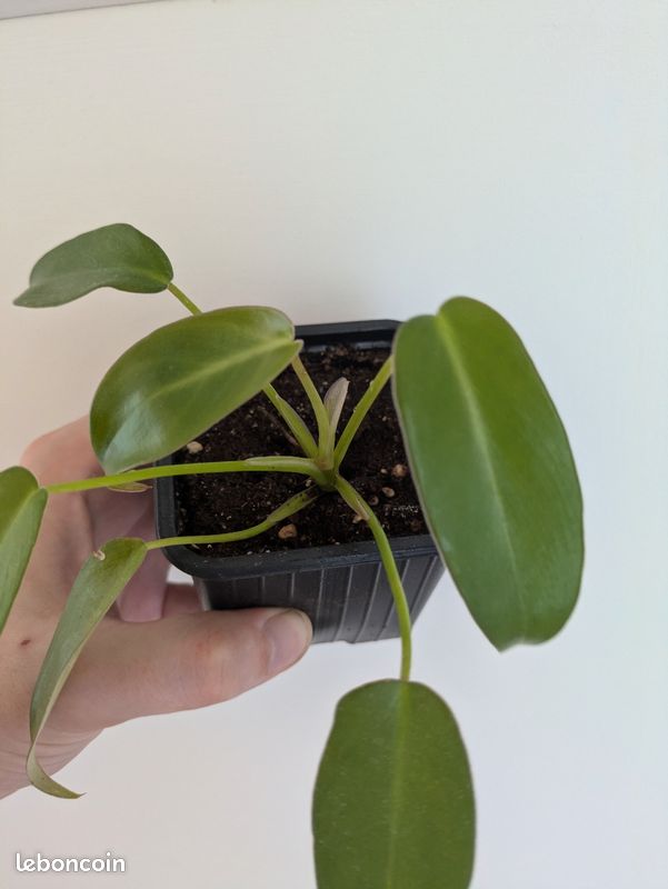 Philodendron Longilobatum 'Lelano Miyano' - Jeune plante #2 - Jardin &  Plantes