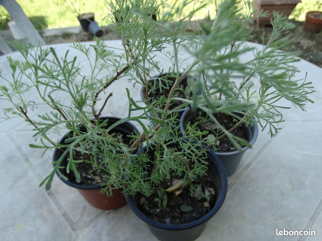 Plants d'Aurone ou Arquebuse - plante aromatique et mdicinale - Jardin &  Plantes