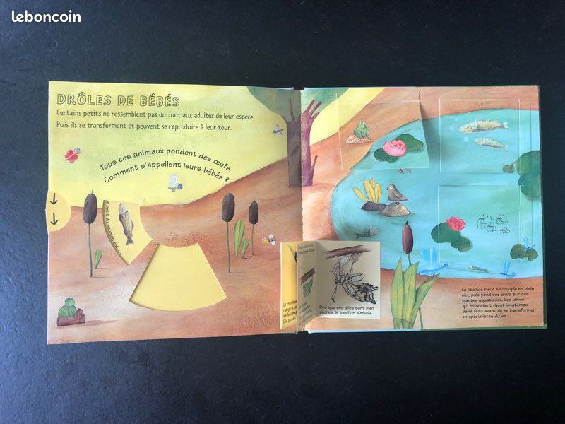 Kididoc- Les bébés animaux - n•29 (image 5)