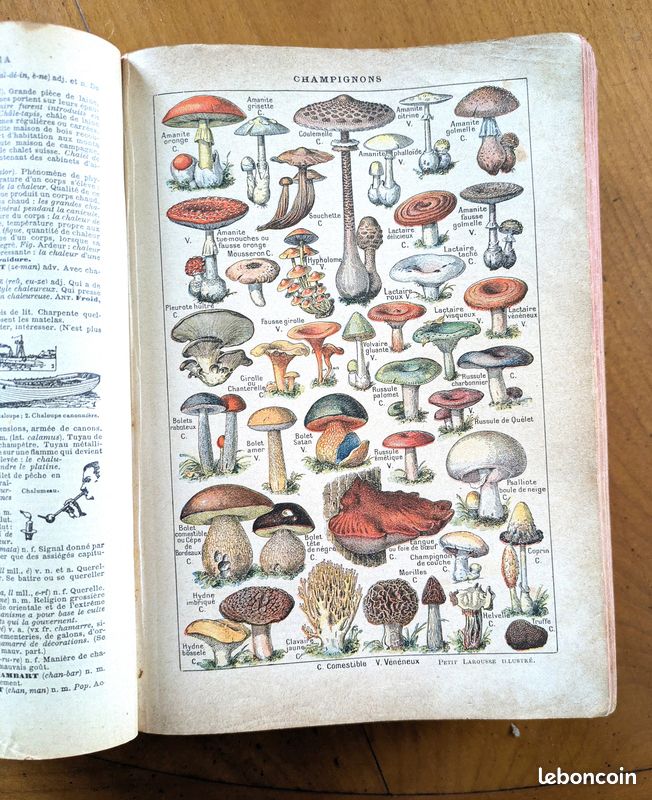 Dictionnaire Larousse 1923 (image 5)