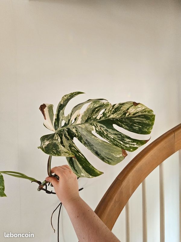 monstera piccolo Discover the Peperomia 'Piccolo Banda' baby main image 0