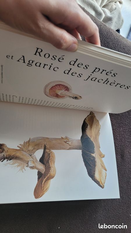 Livre sur les champignons de Béatrice Potter (image 5)