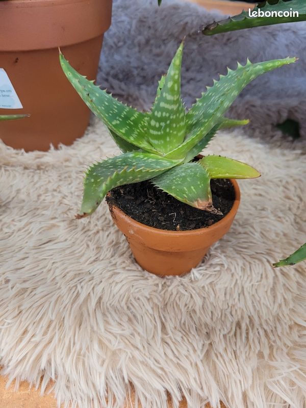 Aloe maculata (image 3)
