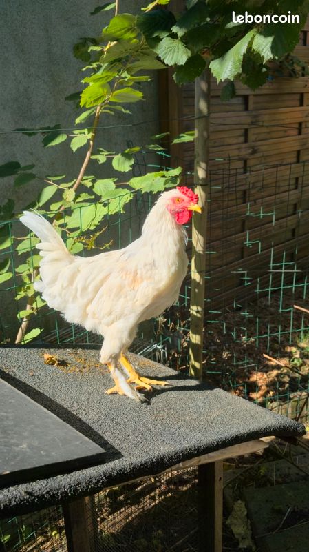 Donne coq (image 1)