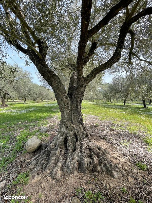 Vieux oliviers corse (image 1)