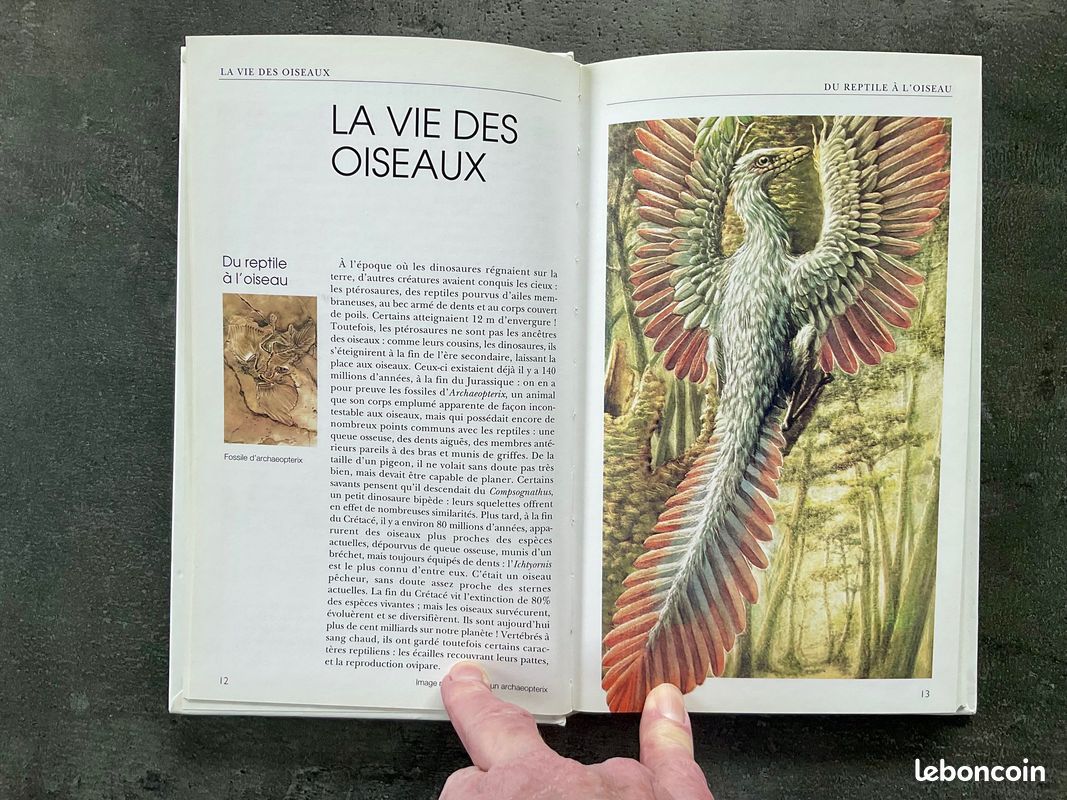 Livre j'aime les oiseaux Neuf (image 3)