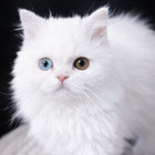 MES CHATS MON AMOUR