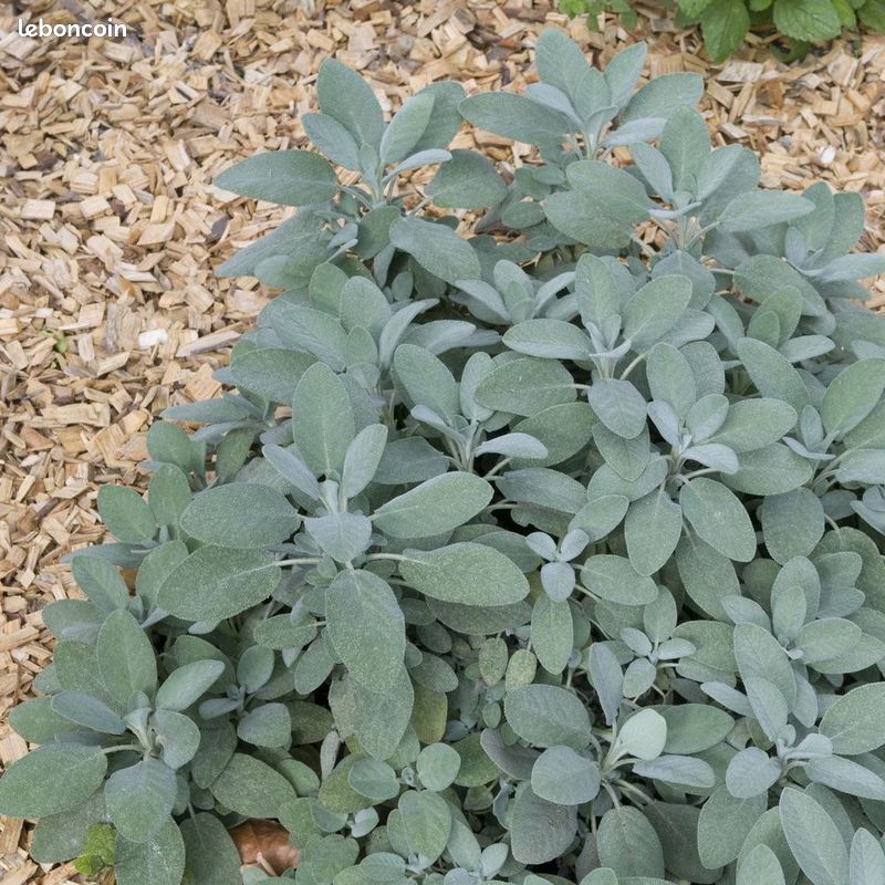 Plantes vivaces et alimentaires (image 5)