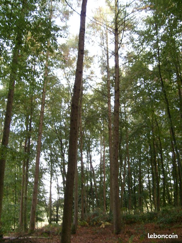 Recherche bois forêt taillis · à Essay · 123 456 €
