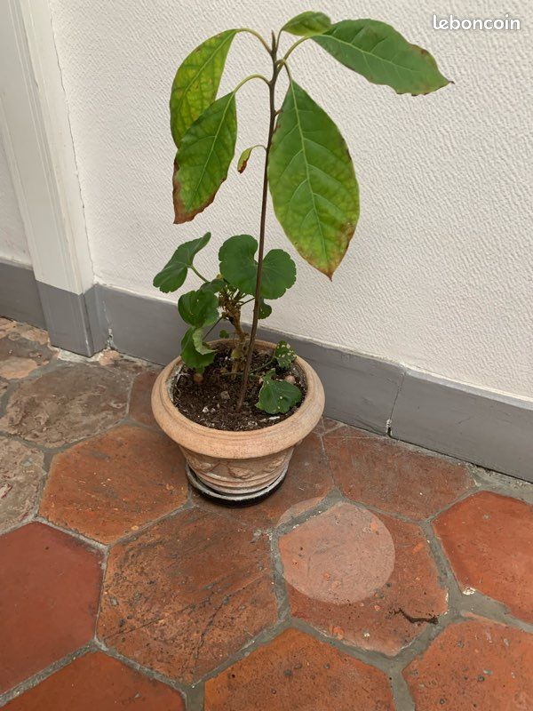 Plante avocat (image 4)