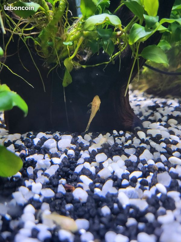 Bébé ancistrus albinos 2 cm aquarium (image 2)