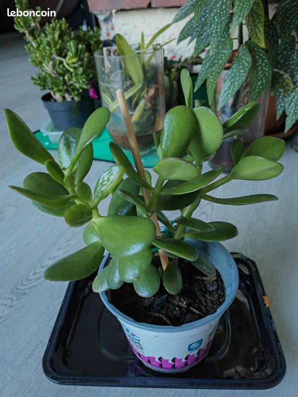 Crassula Ovata – Arbre De Jade – Plante D'Intérieur Facile – Pot 12 Cm, Hauteur 20-30 Cm