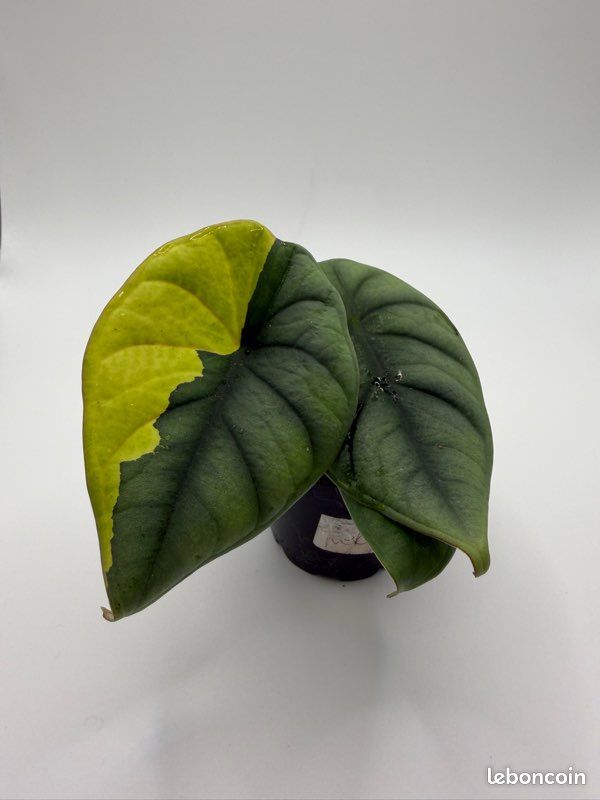 Alocasia Nebula Variegata Aurea Sectorial Bulbilles - Jardin & Plantes