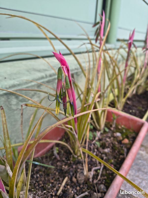 Plant de coriandre vietnamienne (image 2)