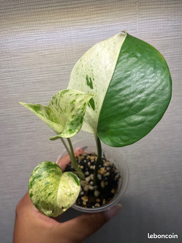 Pothos Snow Queen 3 (image 3)