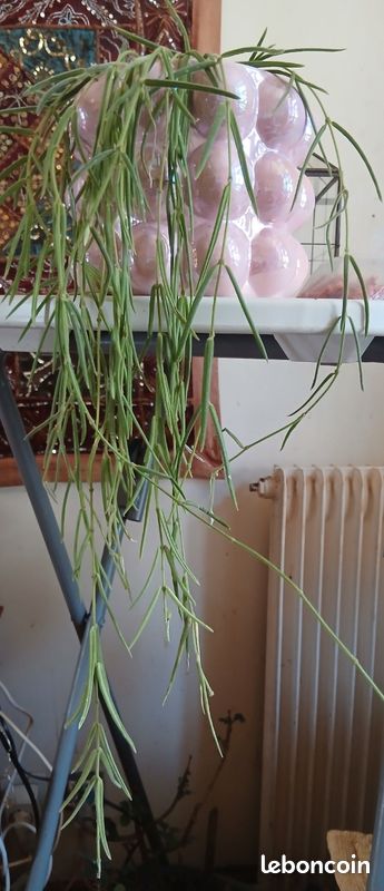 Hoya linearis (image 3)