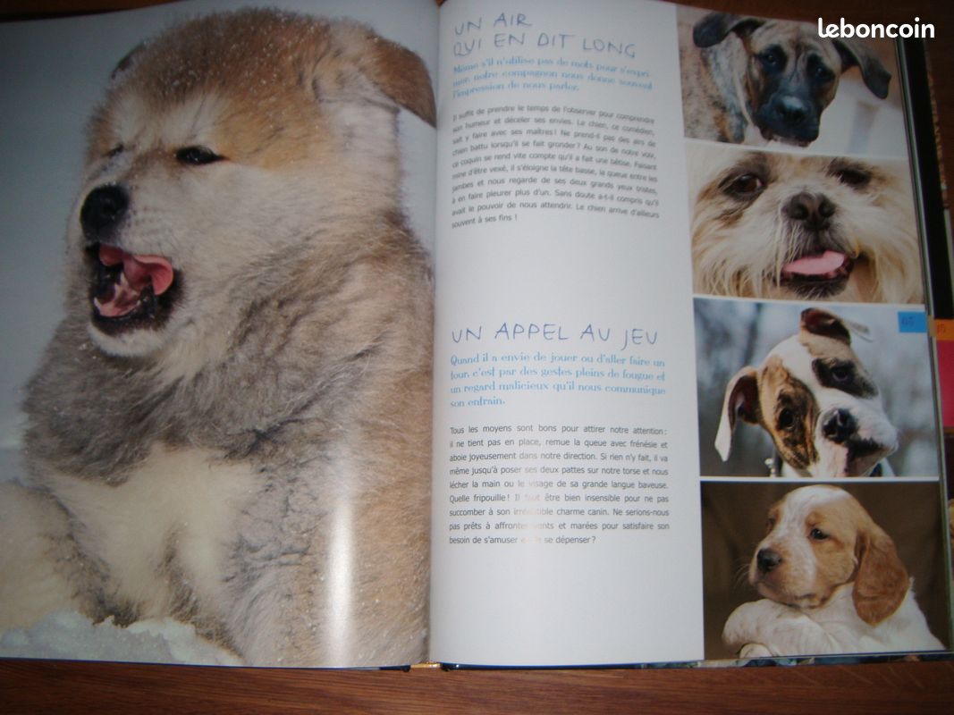 Choisir son chien (image 3)
